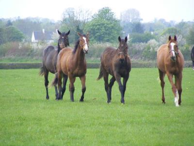 Paddock Mix 20 Kg