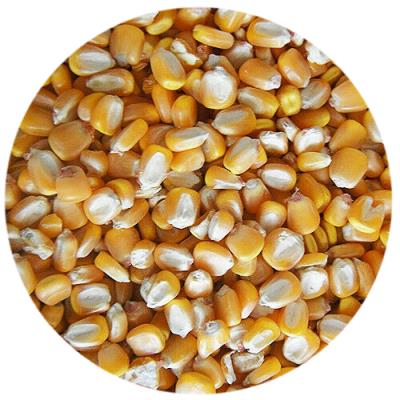 Whole Maize 25kg - WholeMaize.jpg