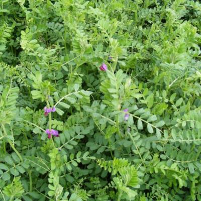 Prontivesa Spring Vetch UNTREATED 25kg