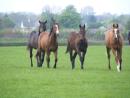 Horse Herb Grazing Mix 