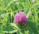 Red Clover Blend